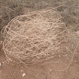 Natural Tumbleweed Decor Land of Enchantment Llano estacado tumbleweeds.